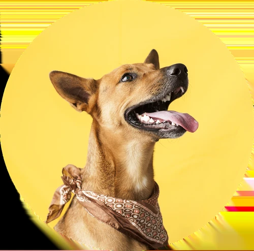 Happy dog with owner exploring insurance options in Durham