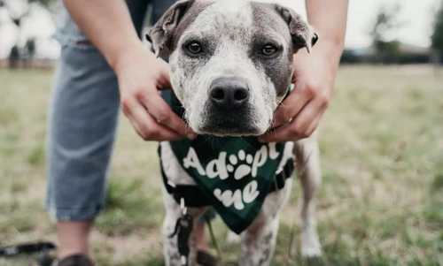 Dog receiving veterinary care in Durham clinic